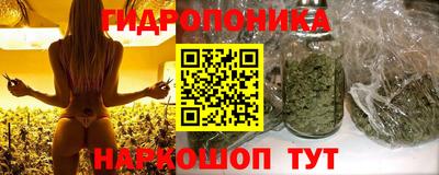 крисы Кулебаки